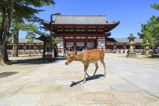 奈良の東大寺と鹿
